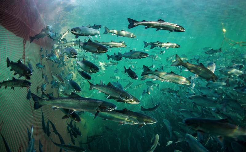 Thin fish camera.png